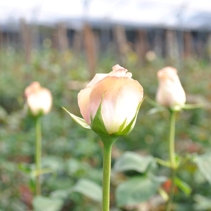 Ecuadorian roses Excellent Flowers Inc