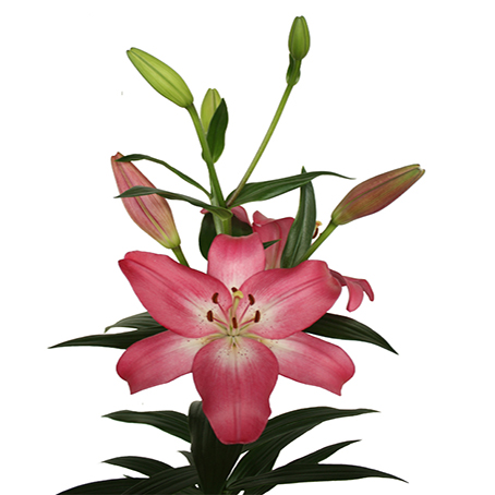 Lilies - Asiatic