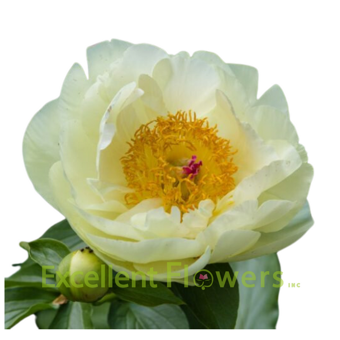 Lemon Chiffon