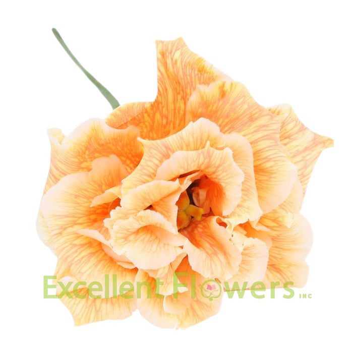 Heavenly Dutch orange