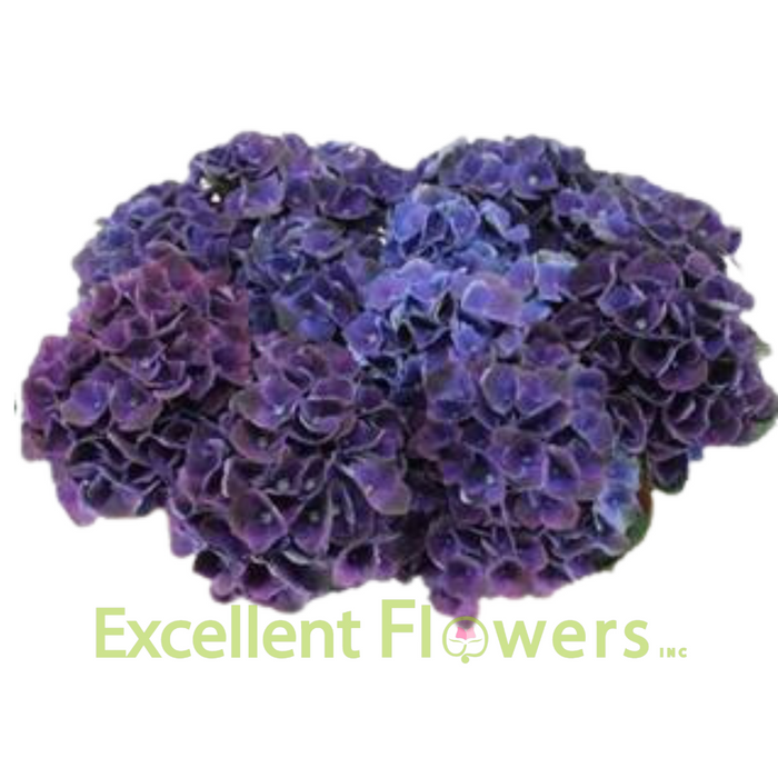 Hydrangea Charlotte Blue