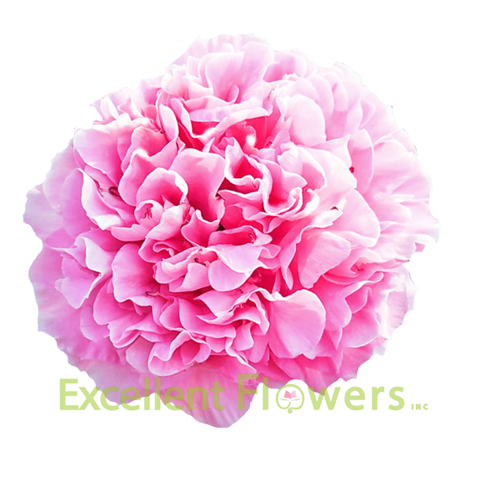 Carnation Bouquet