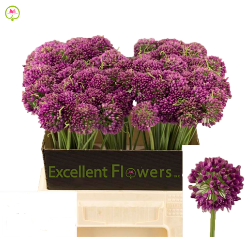 Allium Bullit - Millenium
