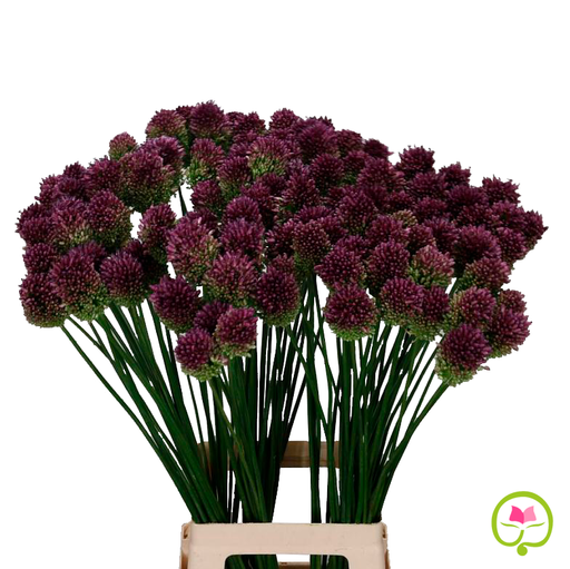 Allium Bullit - Purple