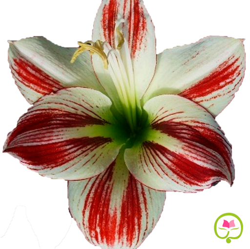 Amaryllis Ambiance