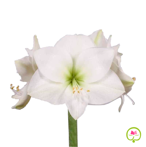 Amaryllis - Casa Blanca