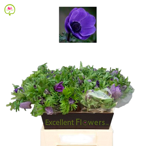 Anemone Marianne - Blue