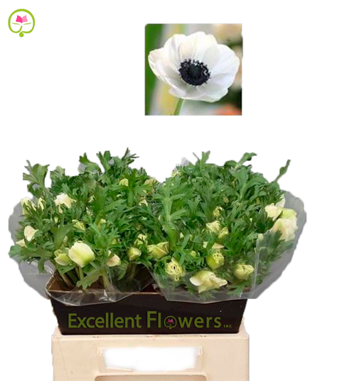 Anemone Marianne - Panda