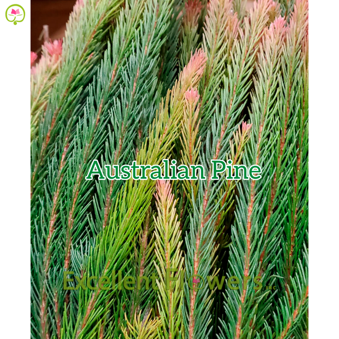 Australian Pine