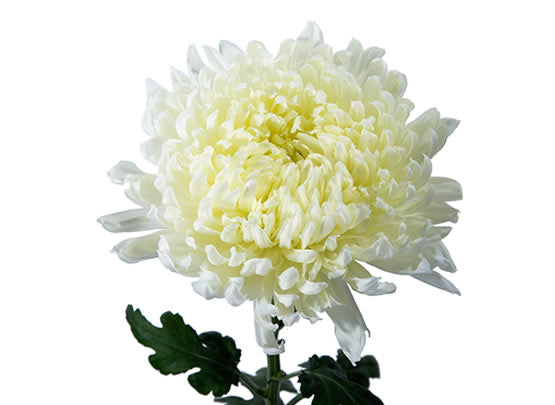 Albatross White Lasting Flowers Excellent Flowers Inc amazing flower Chrysanthemum