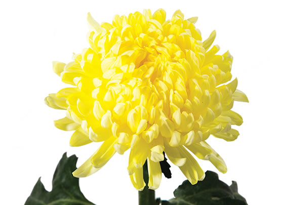 Albatross Yellow, florida state, imported flowers, miami, fresh flower