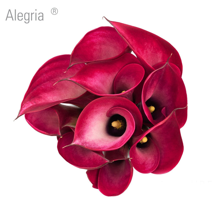 Alegria