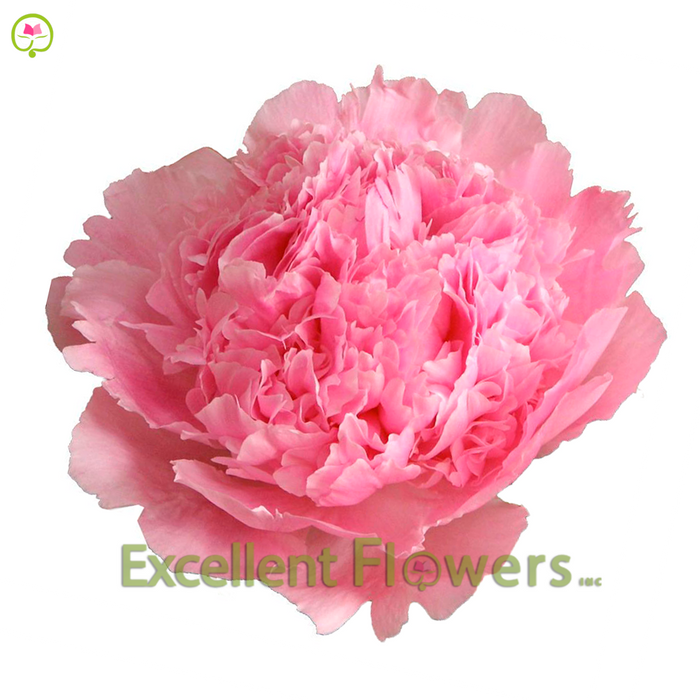 Angel Cheeks best price shipping to usa we are importer excellent flowers inc
