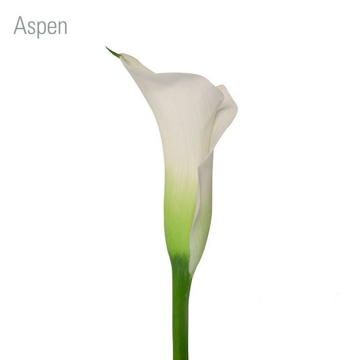 Aspen
