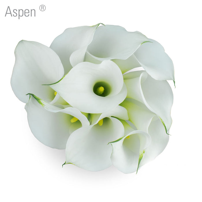Aspen