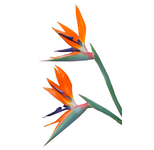 Bird of Paradise
