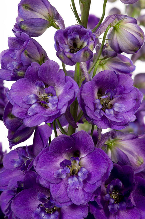 Delphinium Elatum - Black Velvet
