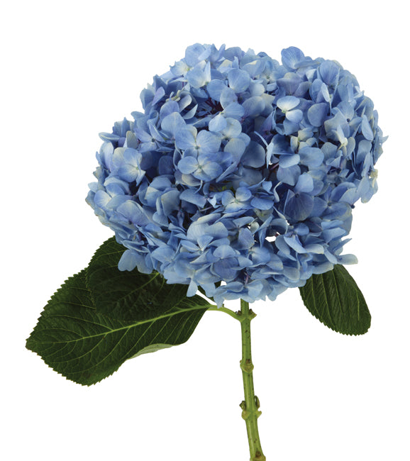 Hydrangea Blue Premium