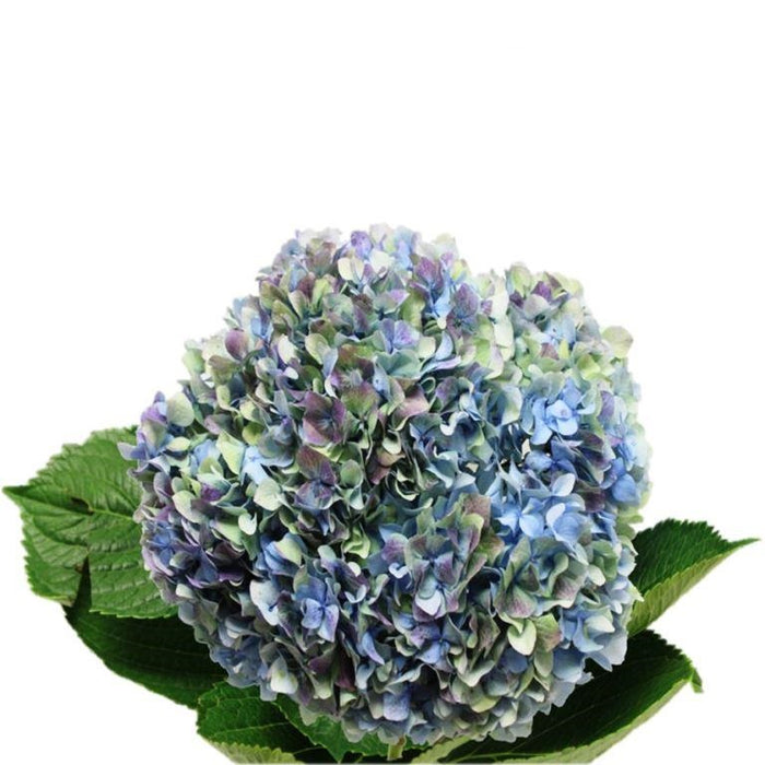 hydrangea blue antique green