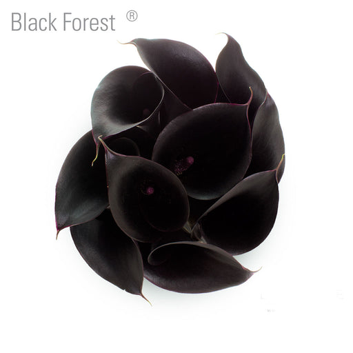 Black Forest