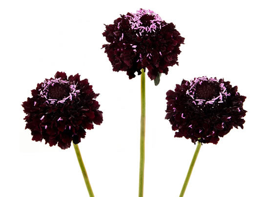 Blackberry Scoop