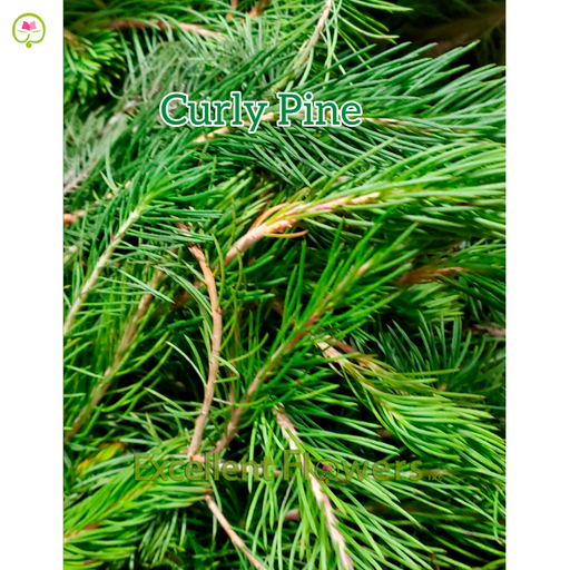 Curly Pine