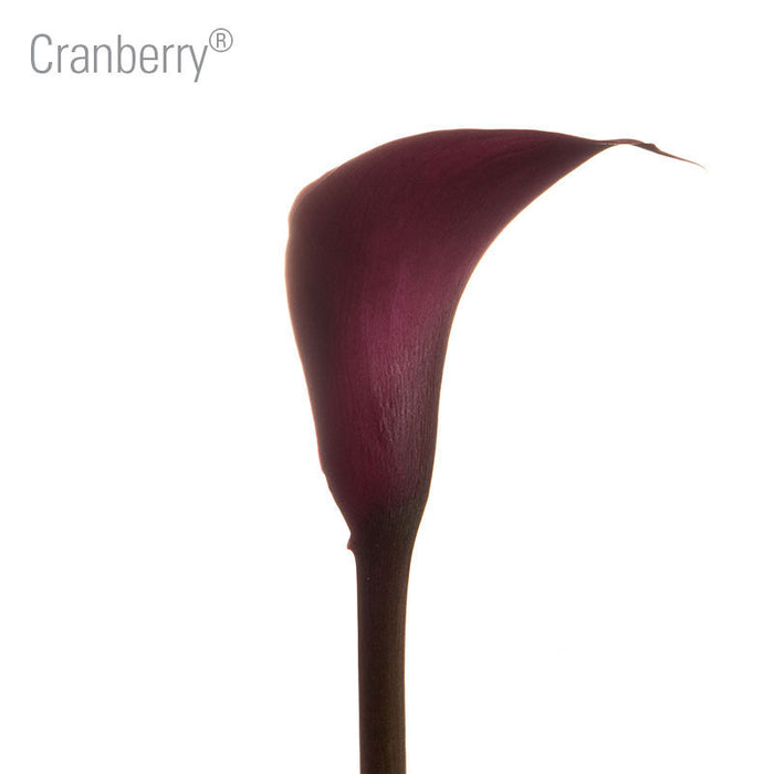 Cranberry