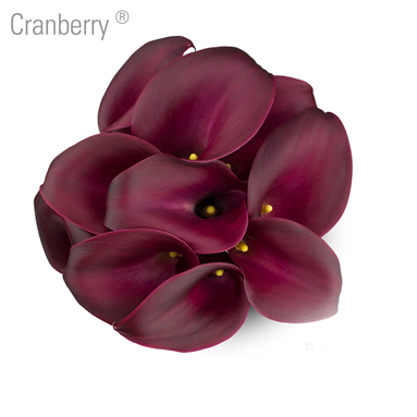 Cranberry