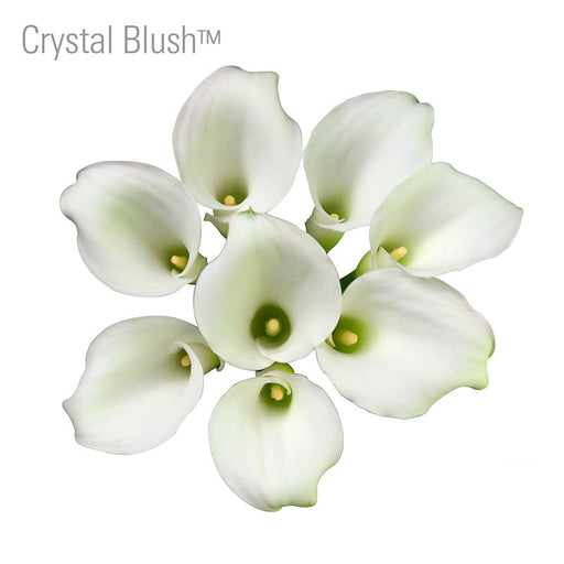 Crystal Blush