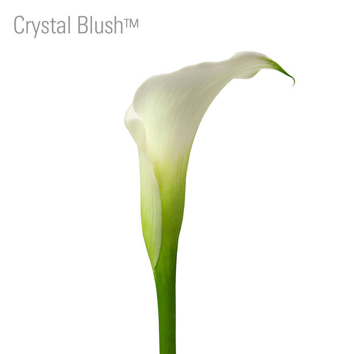Crystal Blush