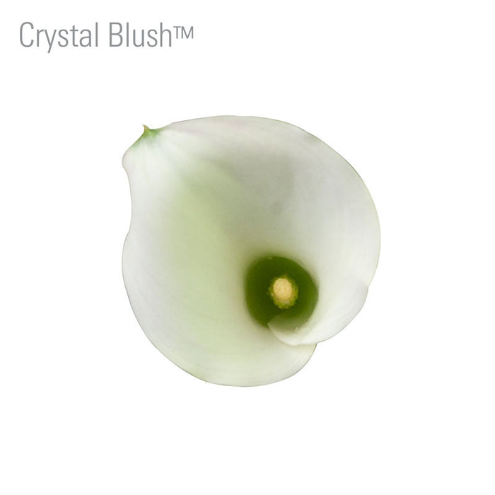 Crystal Blush