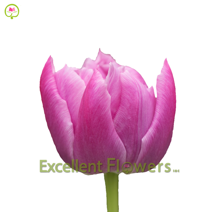 Double Price Lavender