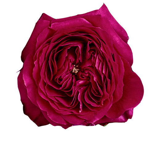 Darcey garden roses