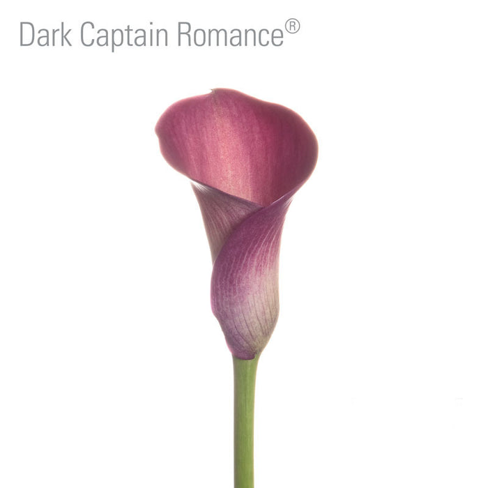 Dark Captain Romance