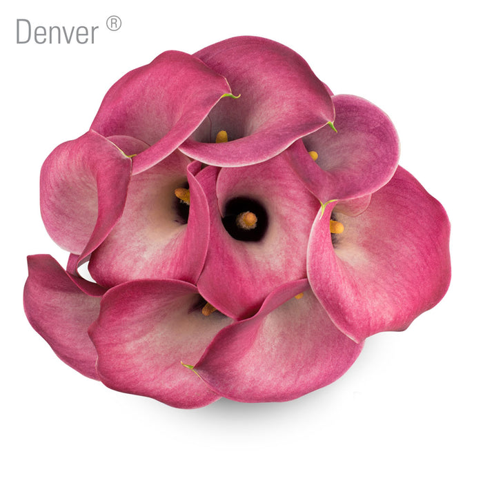 Denver