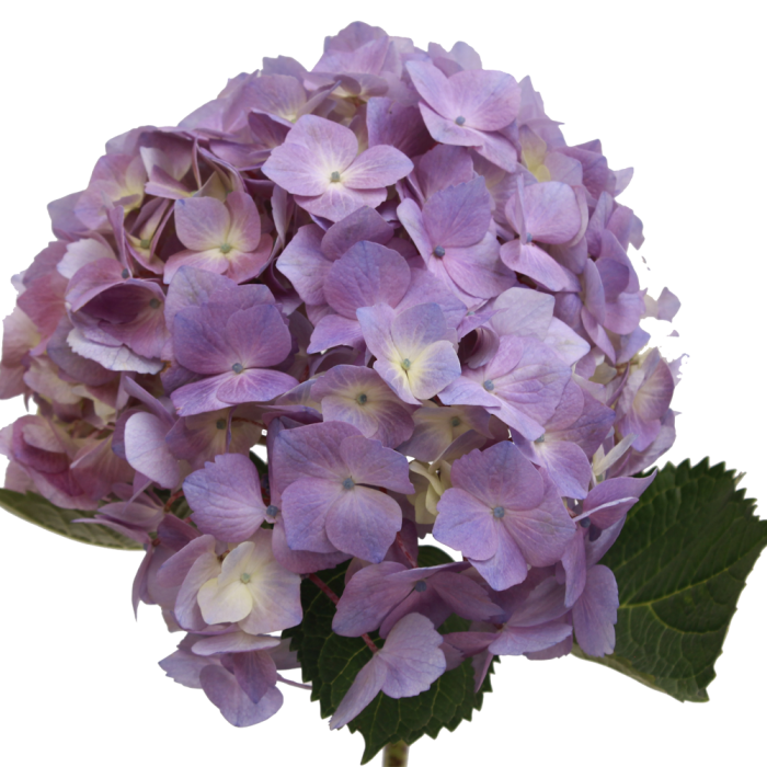 Hydrangea Light Lavender