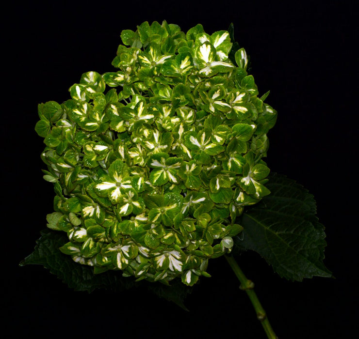 Diamond Variegated