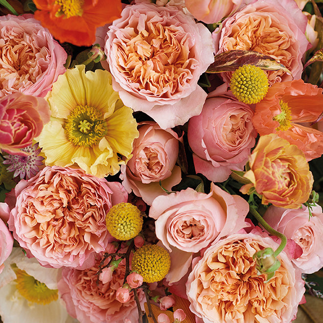 garden roses
