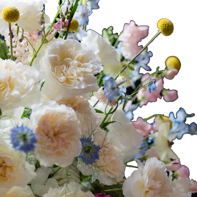 garden roses