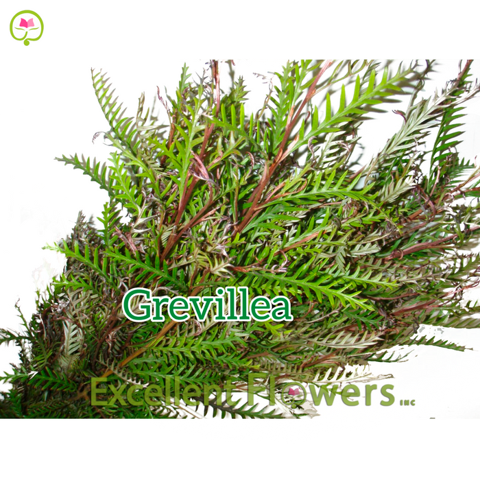 Grevillea