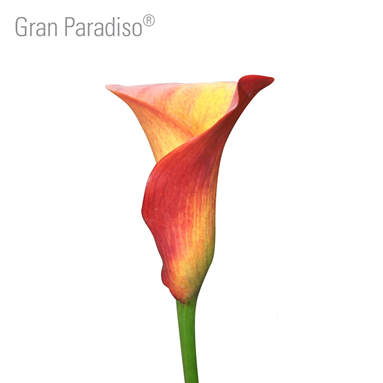 Gran Paradiso