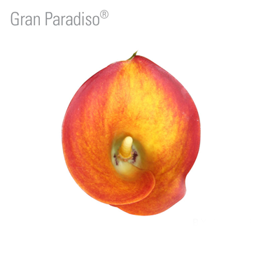 Gran Paradiso