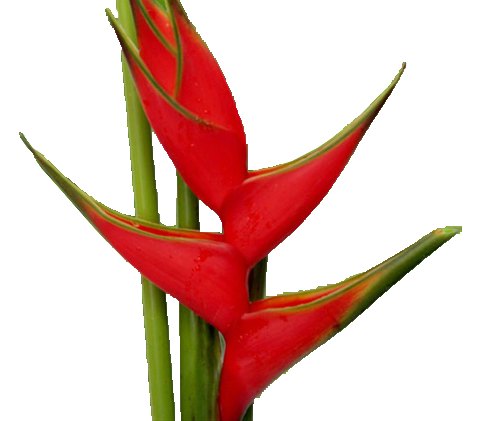 Heliconia Red