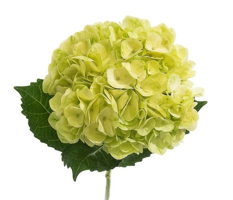 Hydrangea Natural Lemon