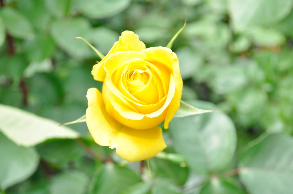 ecuadorian roses
