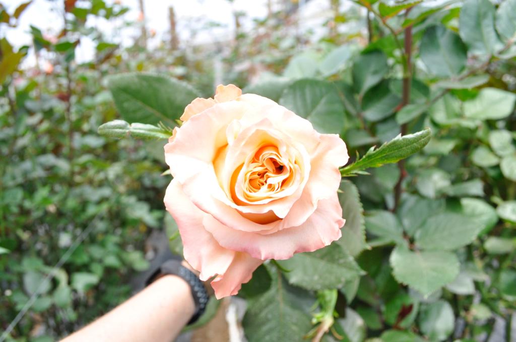 ecuadorian roses