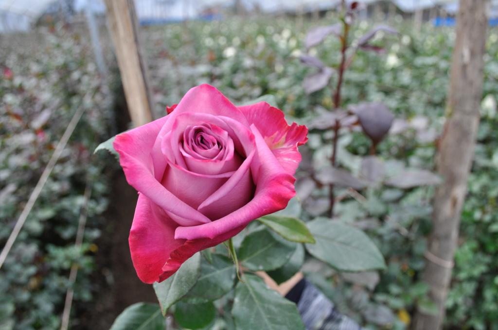 ecuadorian roses