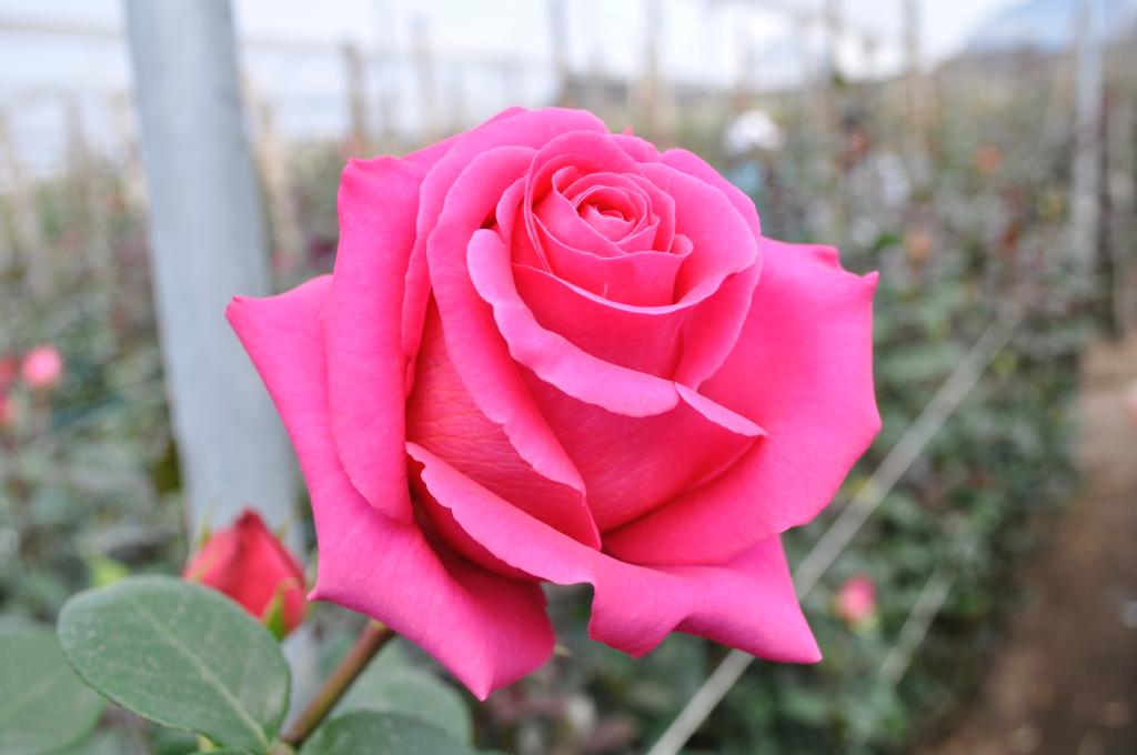 ecuadorian roses