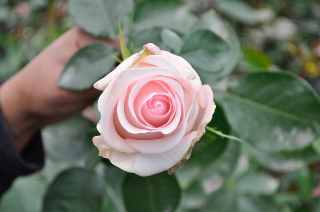 ecuadorian roses