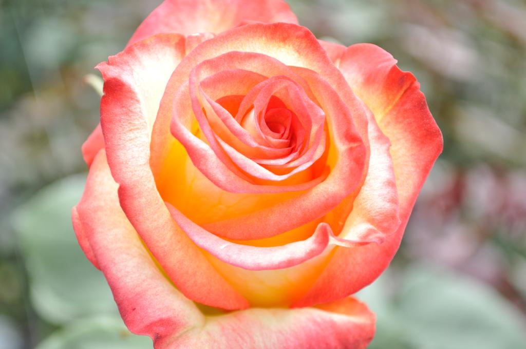 ecuadorian roses